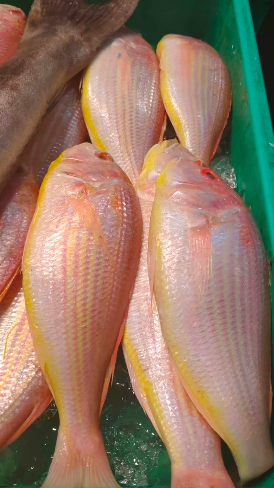 Rani Fish