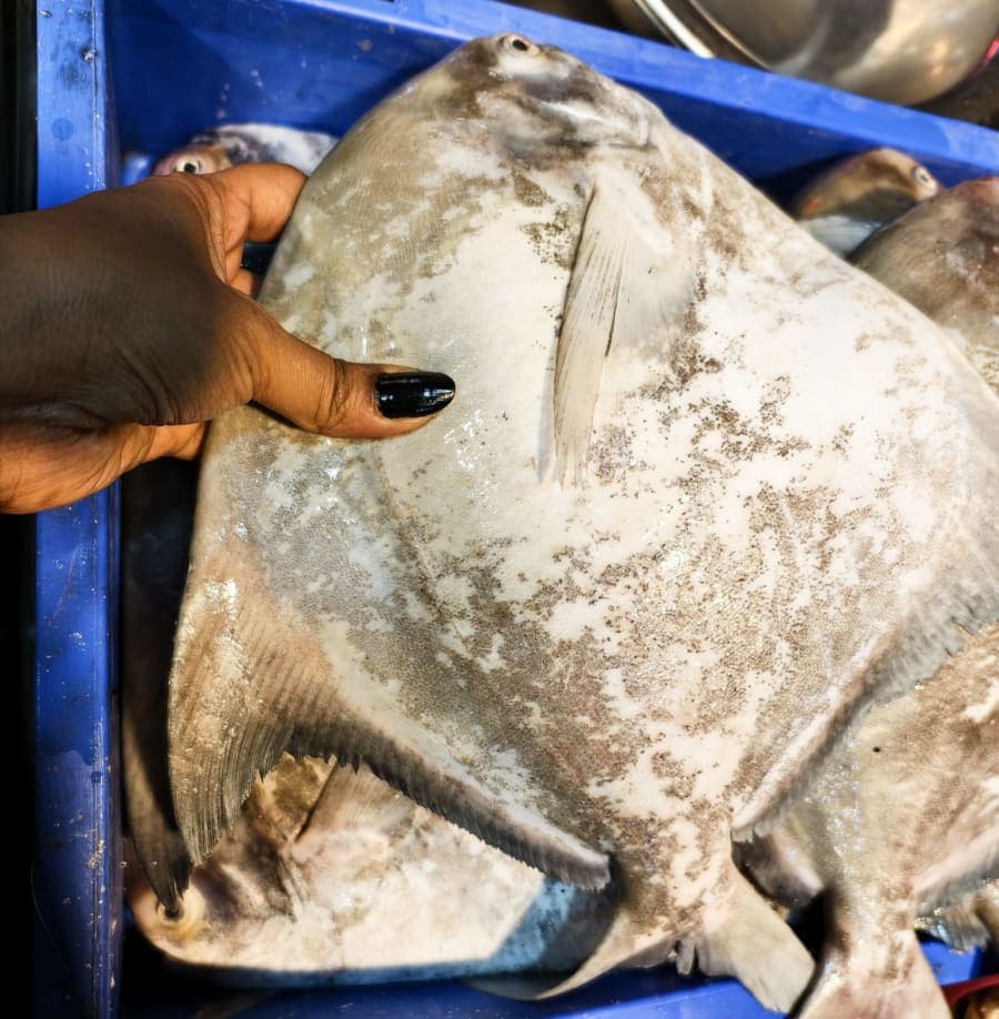 Chinese pomfret 800-900 gram kg