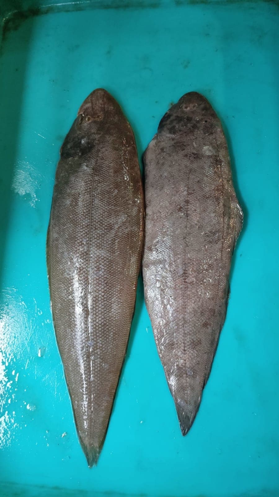 Lepo large kg