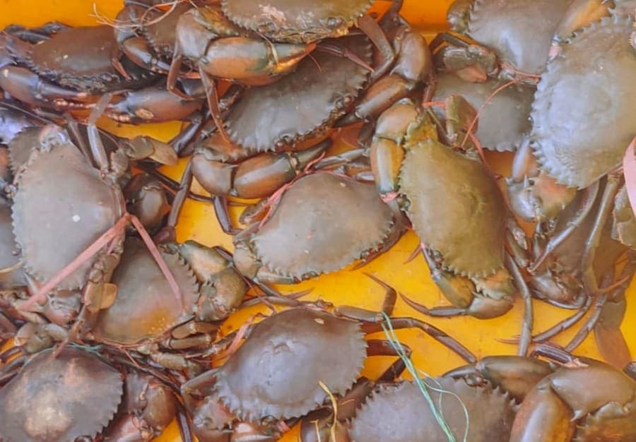 Chimbori (Medium crabs ) kg