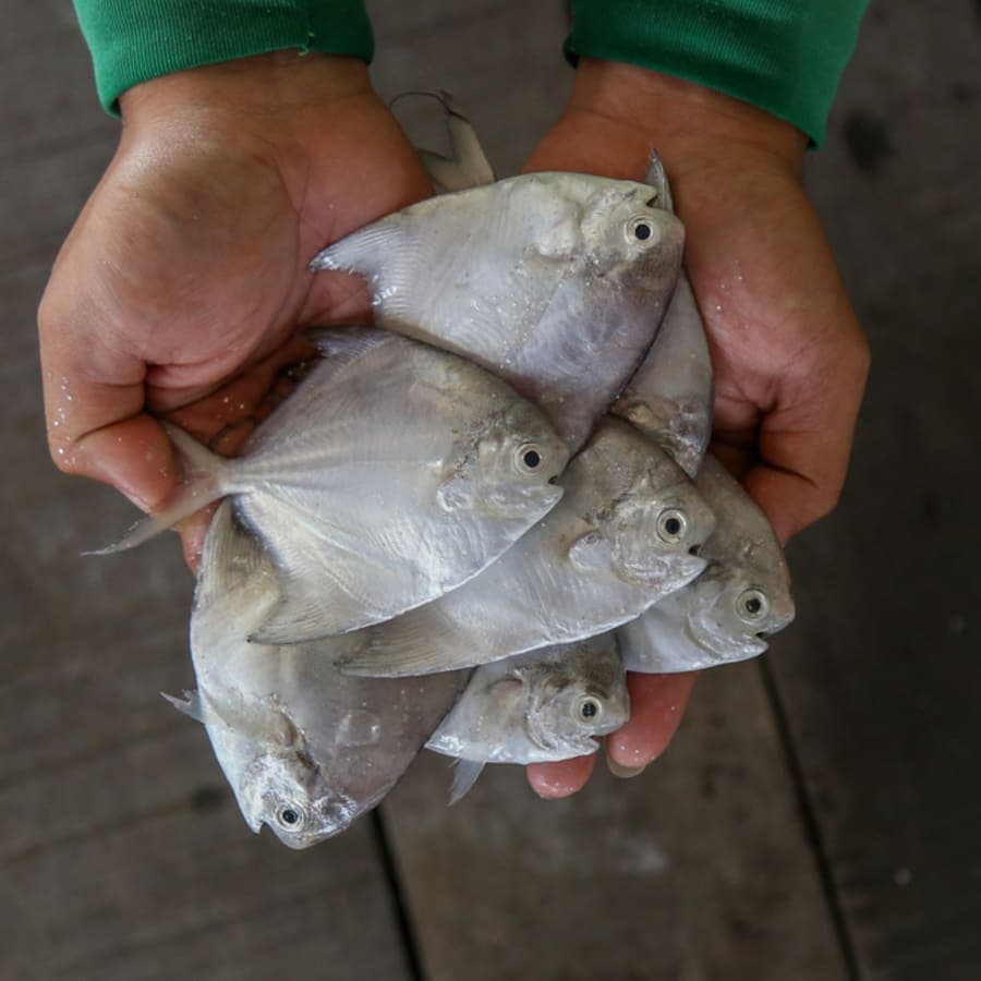 Small Pomfret kg