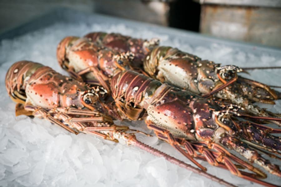 Lobster kg
