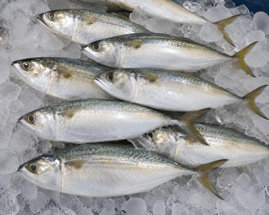 Bangda / Mackerel fish kg