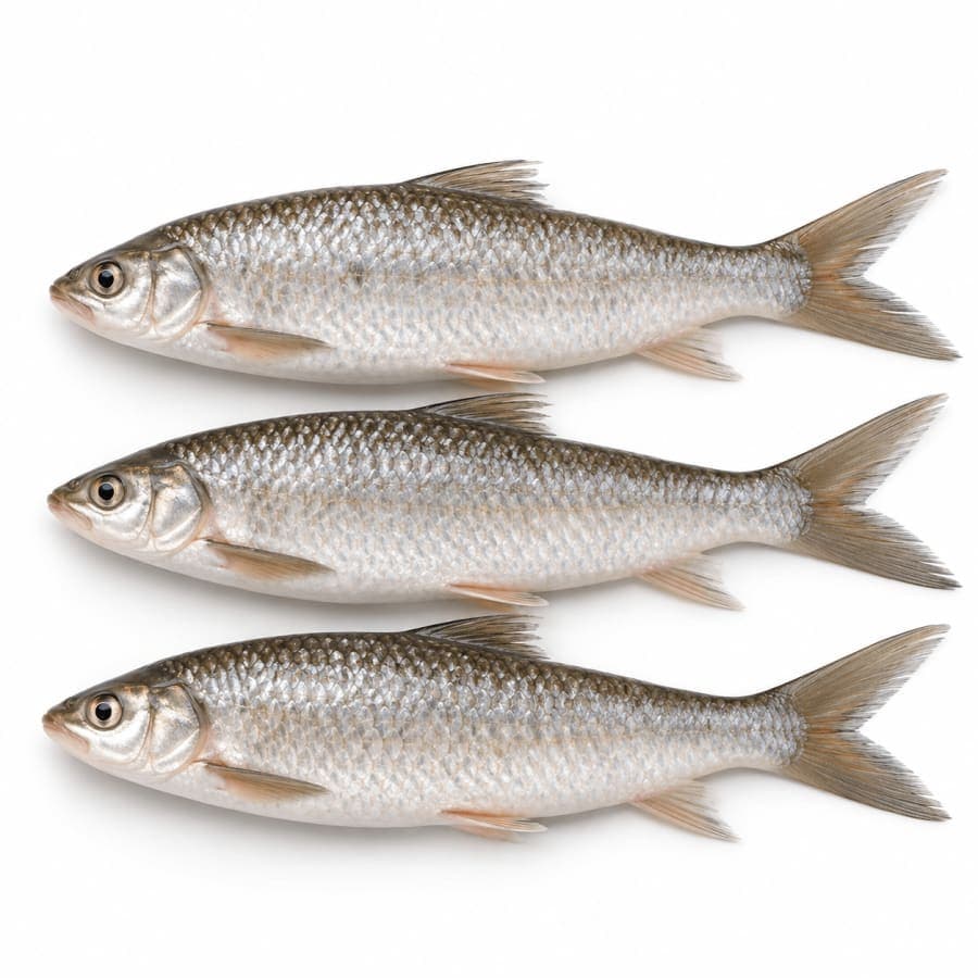 Fresh Bata Fish (Bata Maach) kg