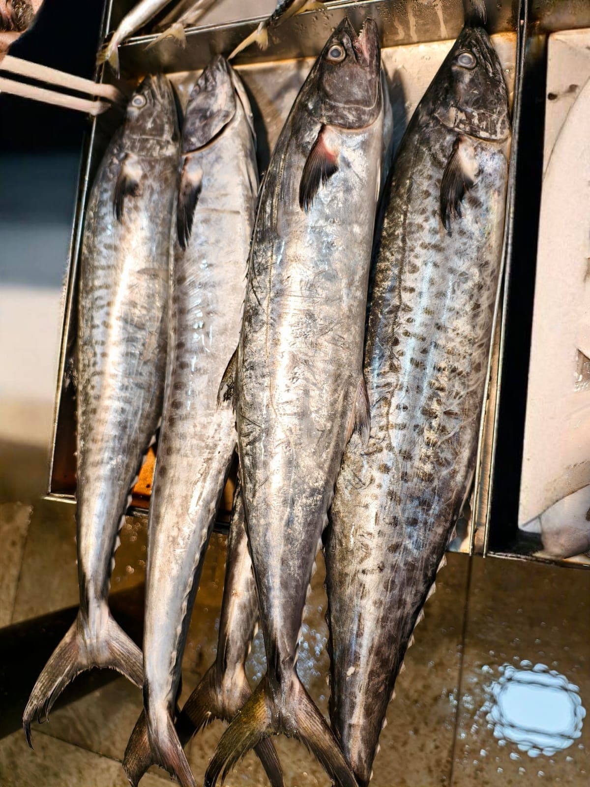 Surmai king fish