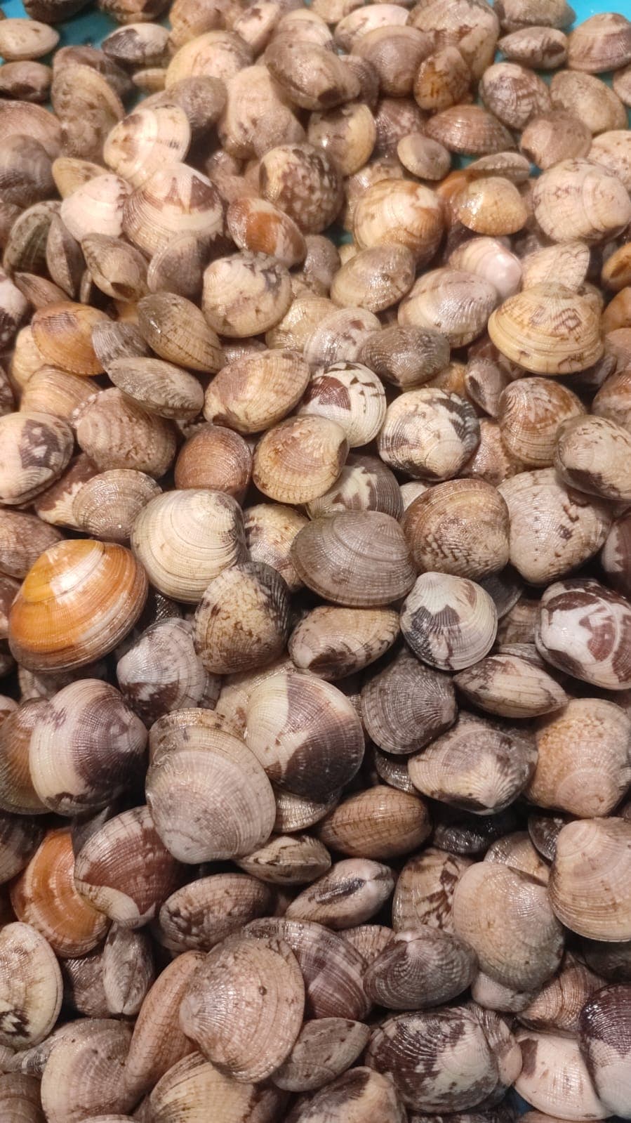 Shimple / Clams