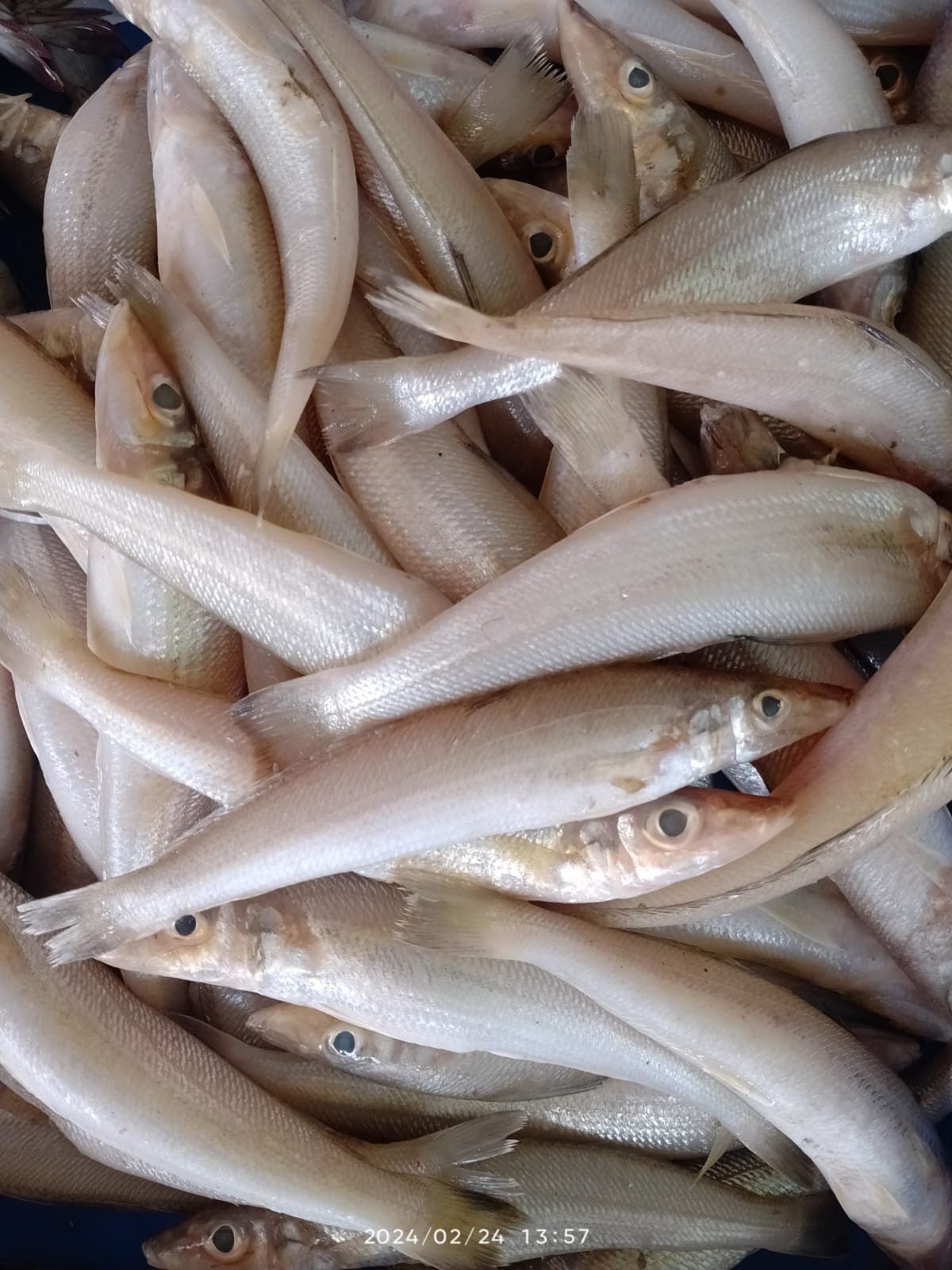 LADY FISH