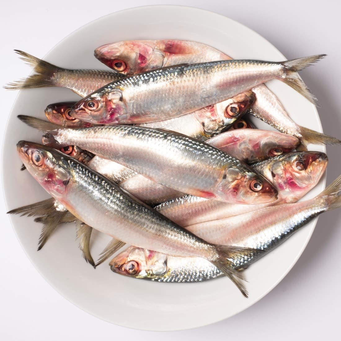 SARDIN FISH